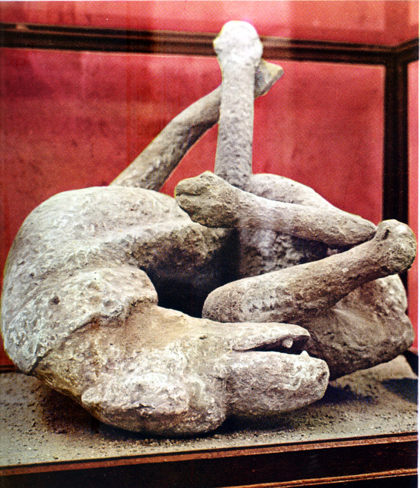 Plaster Cast Of A Dog In Pompeii Sorrento Cc Apartments Villas And B B In Sorrento Positano And Amalfi Coast In Italy